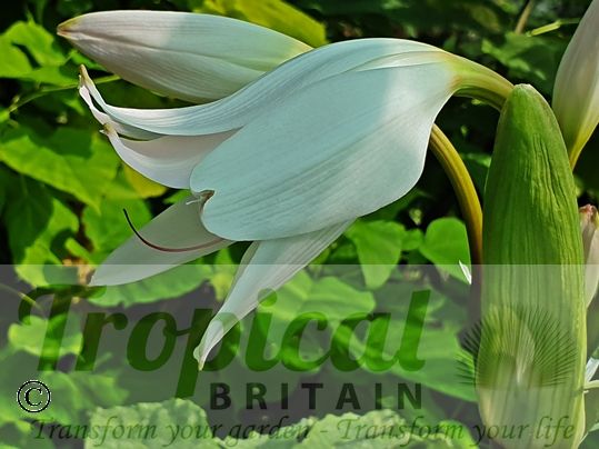 Crinum x powellii 'Album'