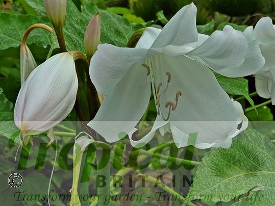 Crinum x powellii 'Album'