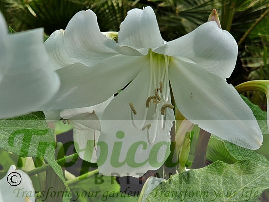 Crinum x powellii 'Album'