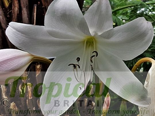 Crinum x powellii 'Album'