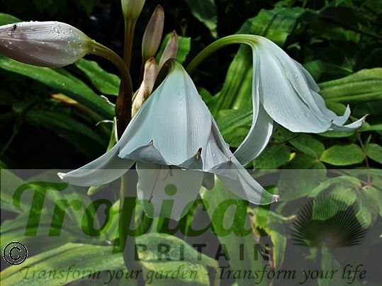 Crinum x powellii 'Album'