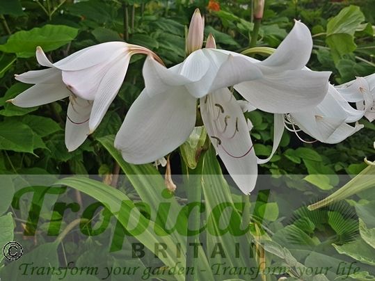 Crinum x powellii 'Album'
