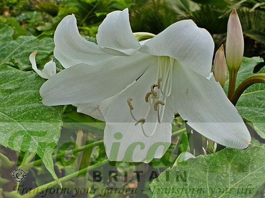 Crinum x powellii 'Album'