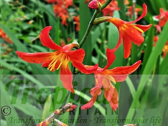 Crocosmia 'Carmine Brilliant'