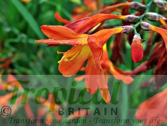 Crocosmia 'Carmine Brilliant'