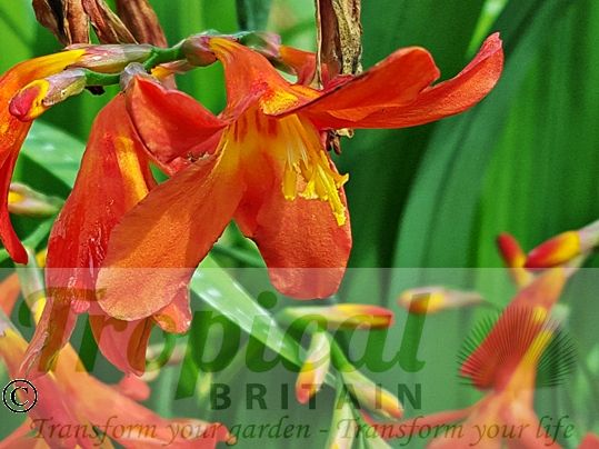 Crocosmia 'Carmine Brilliant'