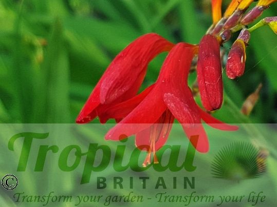 Crocosmia 'Emberglow'