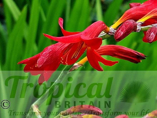 Crocosmia 'Emberglow'