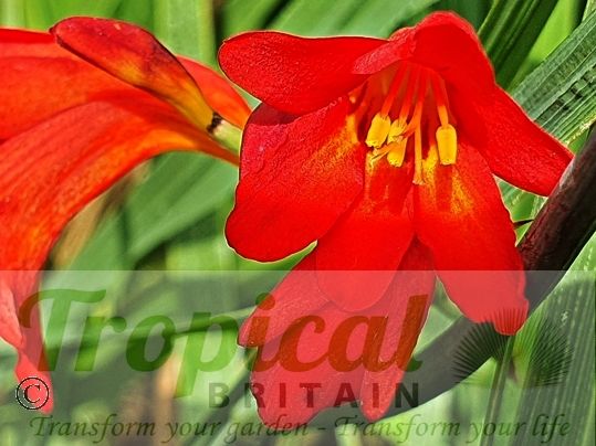 Crocosmia 'Emberglow'