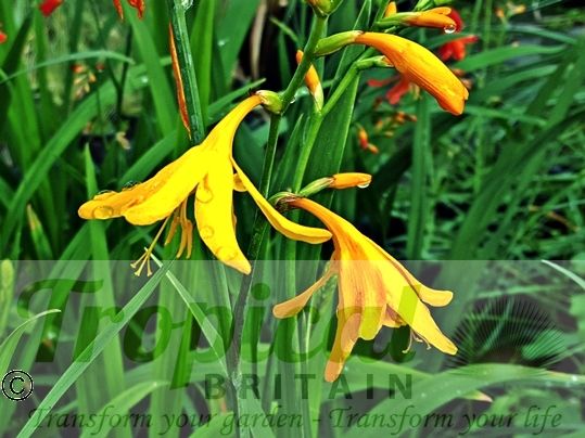 Crocosmia 'George Davison'