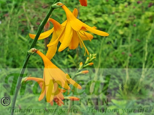 Crocosmia 'George Davison'