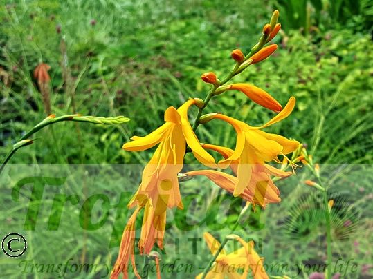 Crocosmia 'George Davison'