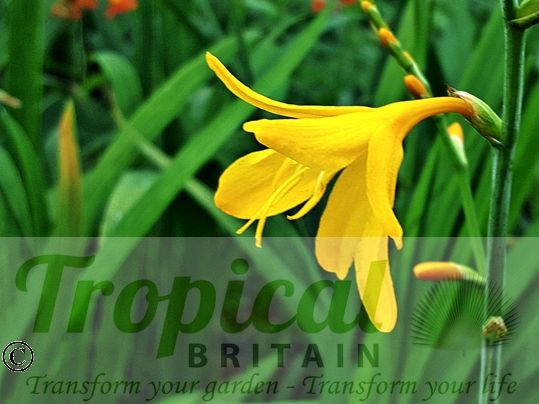 Crocosmia 'George Davison'