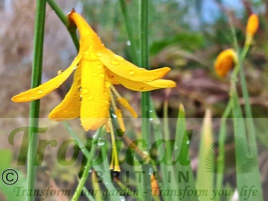 Crocosmia 'George Davison'
