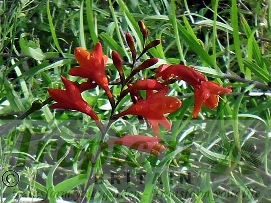 Crocosmia 'Lucifer'