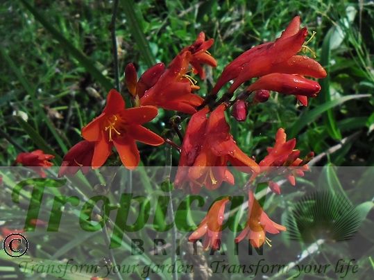 Crocosmia 'Lucifer'