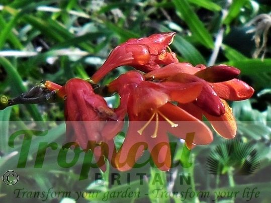 Crocosmia 'Lucifer'