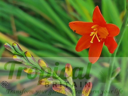 Crocosmia 'Red King'