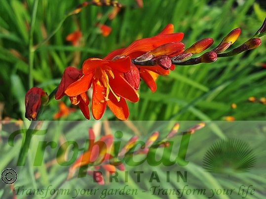Crocosmia 'Red King'