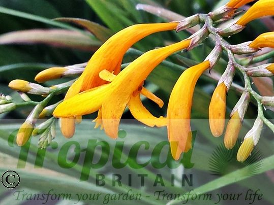Crocosmia 'Sunglow'