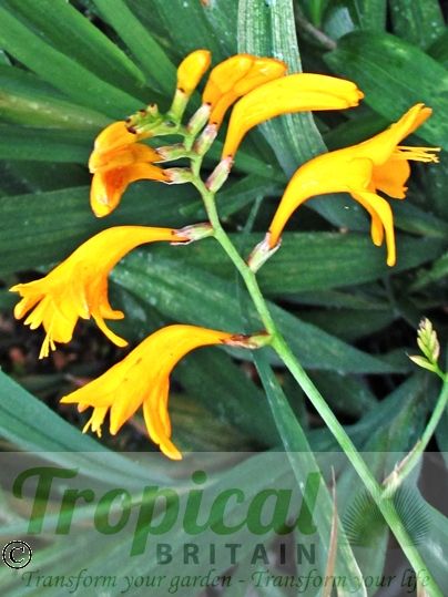 Crocosmia 'Sunglow'