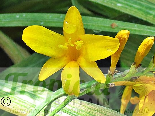 Crocosmia 'Sunglow'