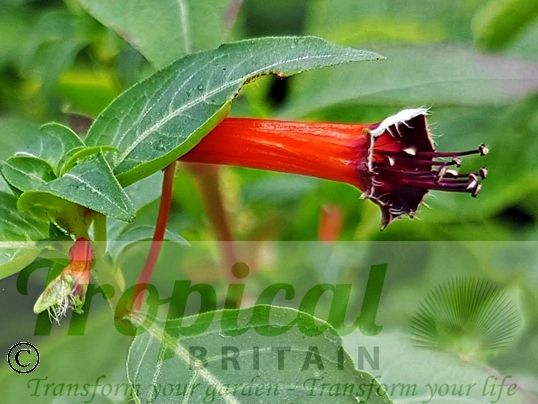 Cuphea ignea