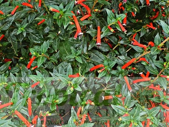 Cuphea ignea