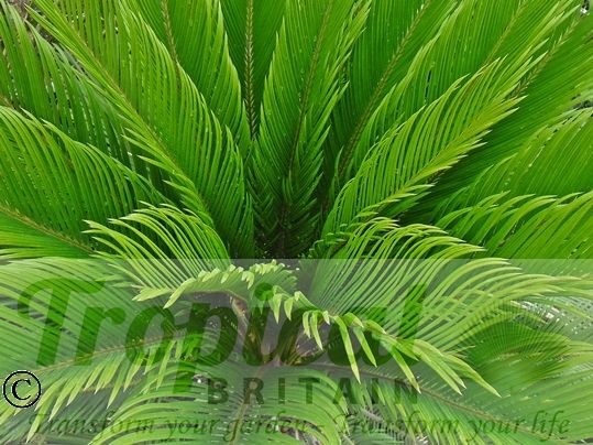 Cycas revoluta