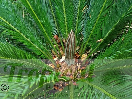 Cycas revoluta