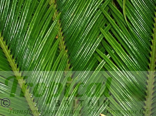 Cycas revoluta