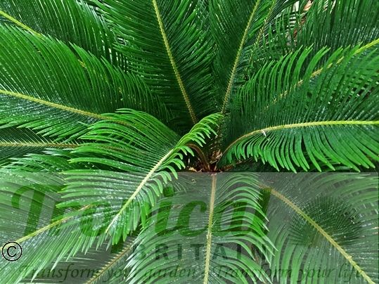 Cycas revoluta