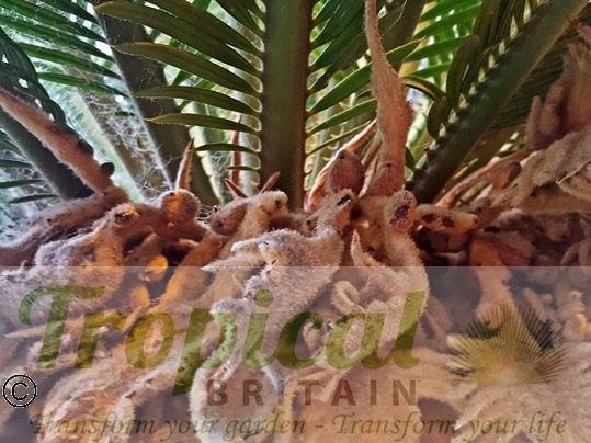 Cycas revoluta