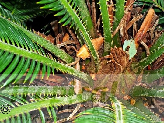Cycas revoluta