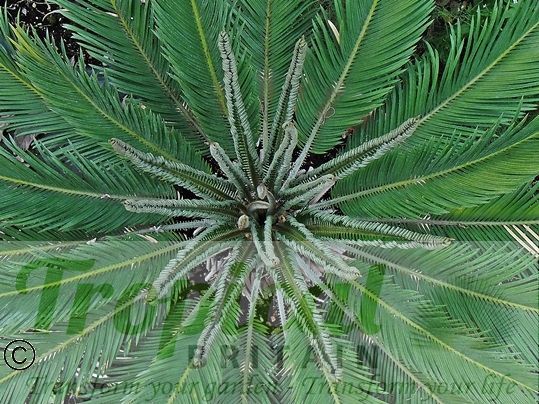 Cycas revoluta
