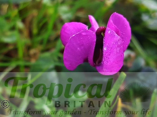 Cyclamen coum