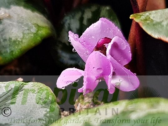 Cyclamen coum