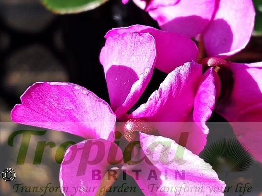 Cyclamen coum