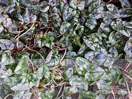 Cyclamen hederifolium