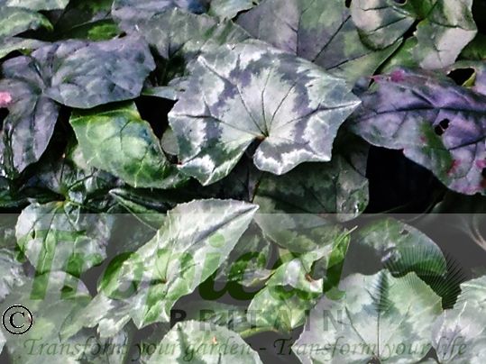 Cyclamen hederifolium