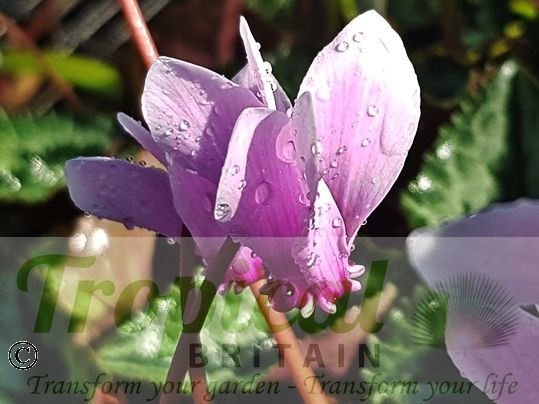 Cyclamen hederifolium