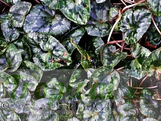 Cyclamen hederifolium