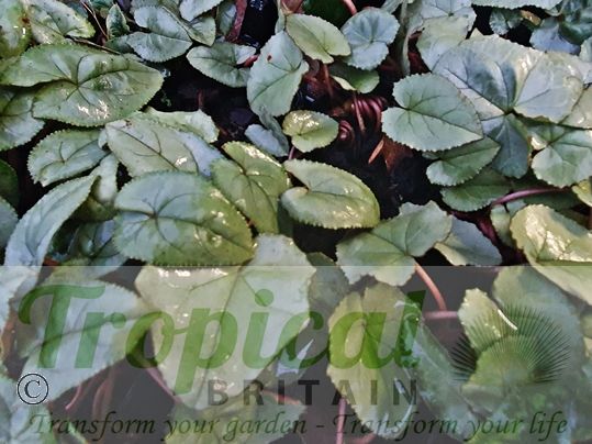 Cyclamen hederifolium 'Silver Album'