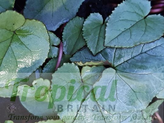 Cyclamen hederifolium 'Silver Album'