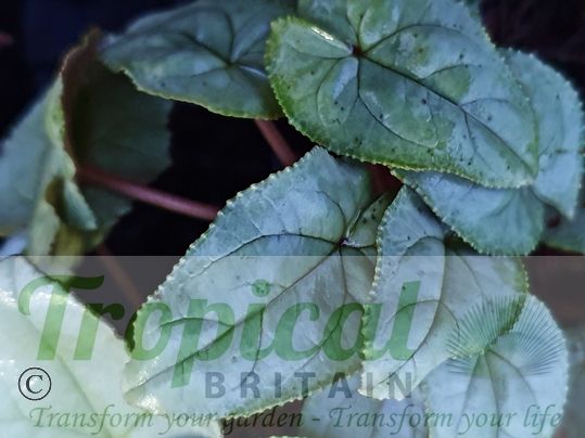 Cyclamen hederifolium 'Silver Album'