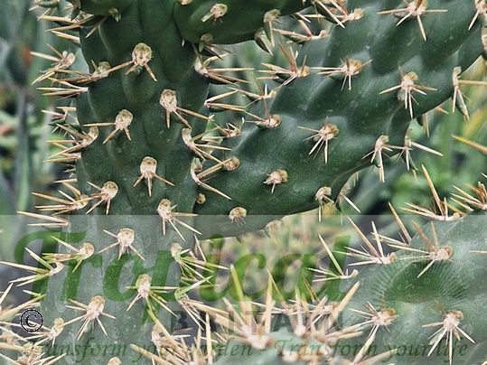 Cylindropuntia alcahes