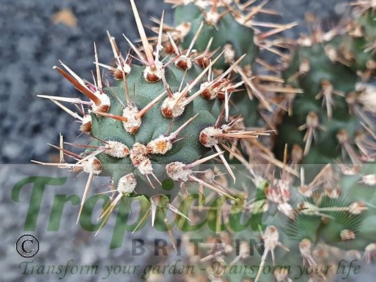 Cylindropuntia alcahes