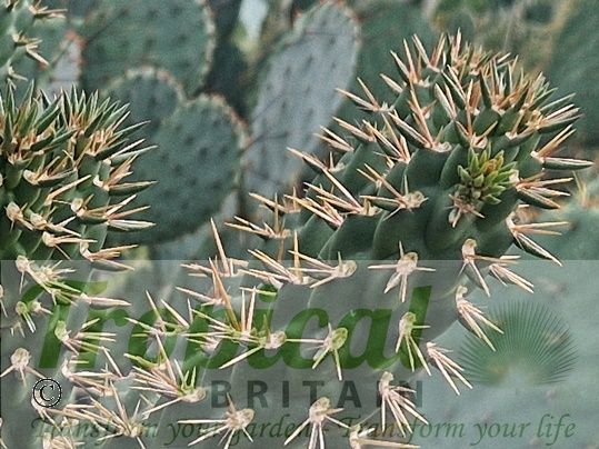 Cylindropuntia alcahes