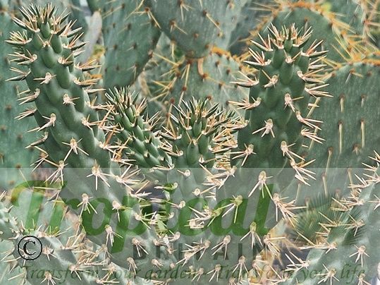 Cylindropuntia alcahes