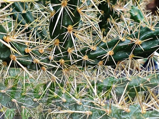 Cylindropuntia imbricata
